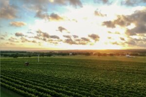 Texas Hill Country, il secondo territorio del vino pi&ugrave; visitato in Usa dietro alla Napa Valley
