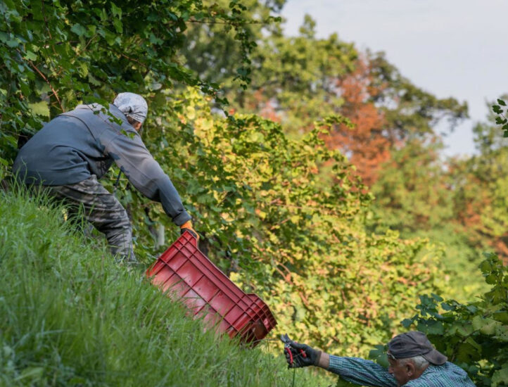 Credit: Arcangelo Piai