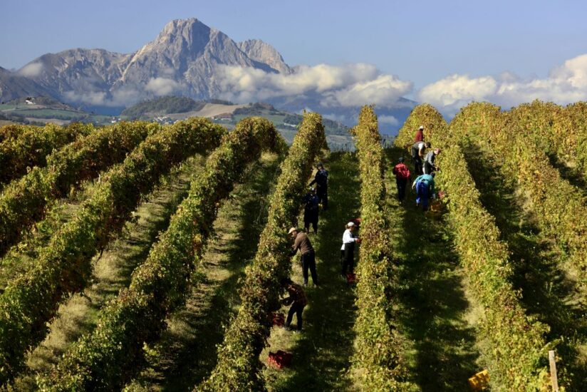 La vendemmia in Abruzzo