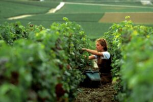 In Champagne la vendemmia entra nel vivo: ottimismo, nonostante le difficoltà di agosto