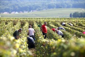 Francia, la produzione 2023 sar&agrave; di 45 milioni di ettolitri. La vendemmia entra nel vivo