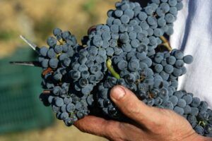 Bolgheri and Amarone della Valpolicella are confirmed to be the most precious wines in Italy
