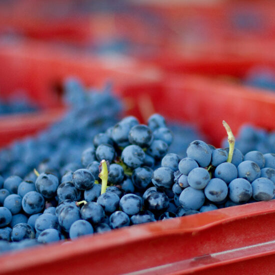 La vendemmia nelle Langhe Roero e Monferrato