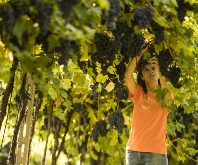 “Festa della Vendemmia” alla Tenuta Canova di Masi Agricola