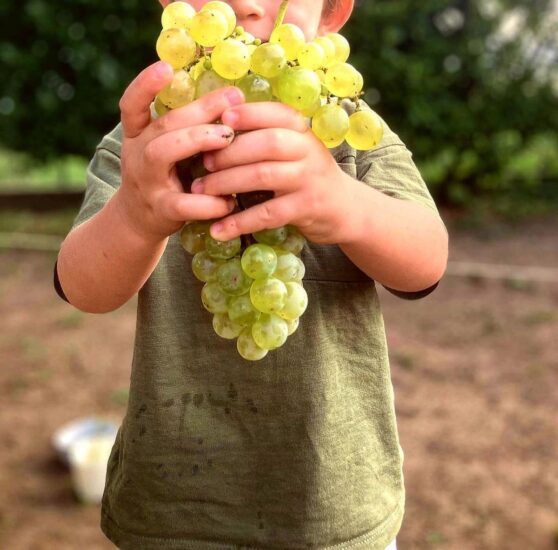 “La Vendemmia Solidale” del Prosecco Docg alla Tenuta Le Manzane