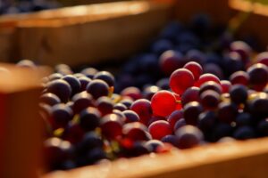 Coldiretti: “l’estate fuori stagione spinge la vendemmia 2023” Coldiretti: “l’estate fuori stagione spinge la vendemmia 2023”