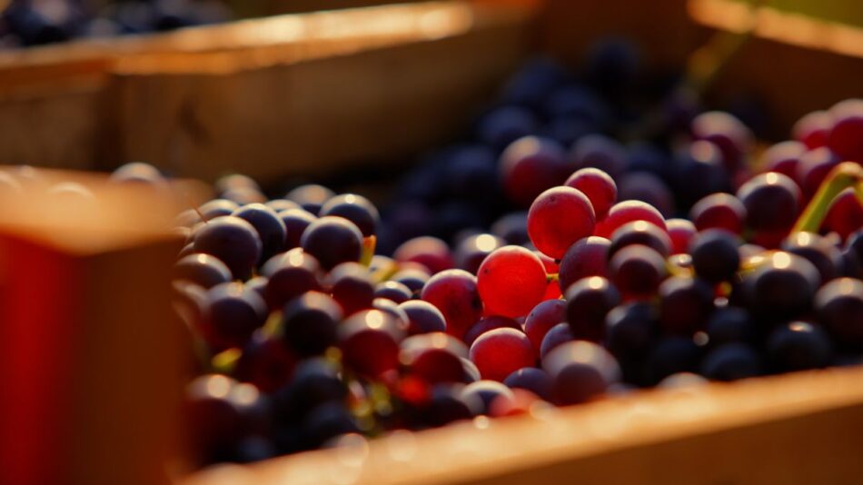 La vendemmia in Valpolicella