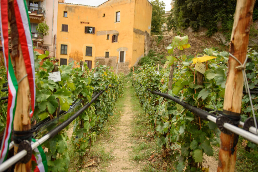 Il Vigneto Italia all’Orto Botanico di Roma