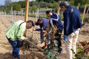 In arrivo il primo vino della vigna gestita dai pazienti di una struttura psichiatrica 