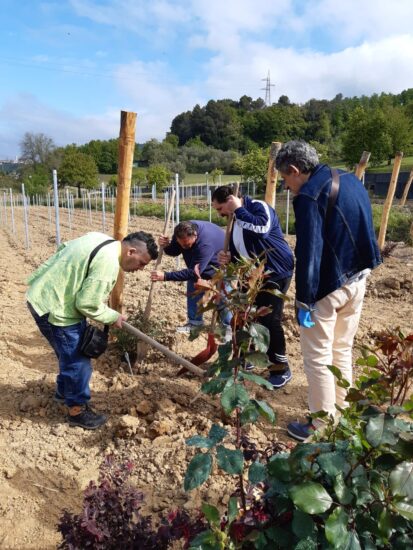 La vigna della Clinica Olmarello