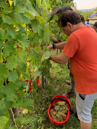 La vigna della Clinica Olmarello
