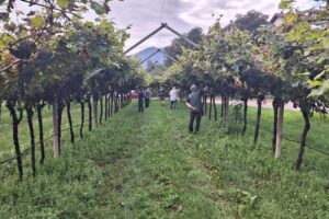 The “Excellent Vine Award”, unique in Europe, goes to farmers, the “Landscape Sculptors” The “Excellent Vine Award”, unique in Europe, goes to farmers, the “Landscape Sculptors”