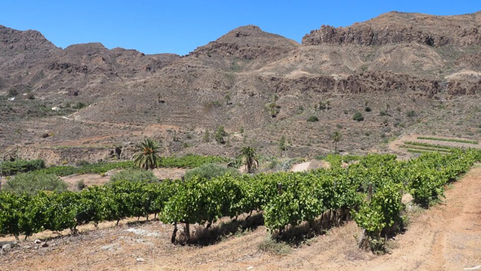 I filari di Bodegas Tameran, l’azienda di David Silva in Gran Canaria