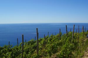 Unici e senza paura del clima che cambia: i vini “estremi” in copertina in Valle d’Aosta