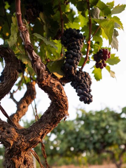 Il Primitivo di Manduria 