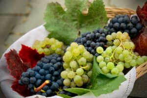 Non solo olive. La Puglia è leader in Europa per la produzione di uva da tavola Non solo olive. La Puglia è leader in Europa per la produzione di uva da tavola