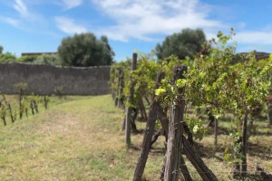 Dalla Georgia alla Campania, un viaggio nella storia tra passato, presente e futuro del vino