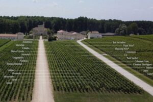 Bordeaux, addio a Cabernet e Merlot ? I “sostituti” arrivano dal Mediterraneo