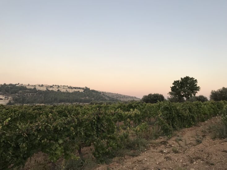 Il viaggio di WineNews a Cremisan, nel 2019