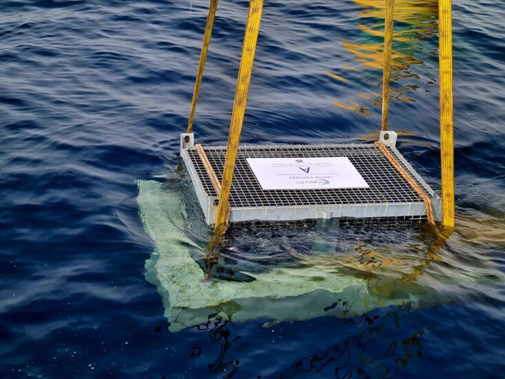 Dal fondo del mare, riemergono i primi vini subacquei del Molise con “LeProfondità”