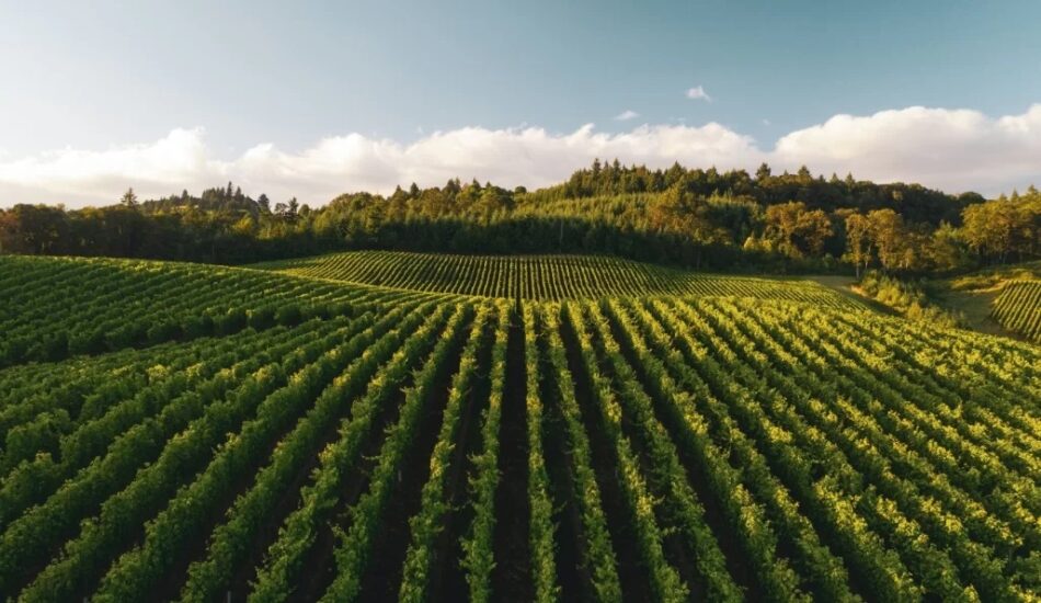 Scacciadiavoli, dall’Umbria alla Champagne, con l’acquisizione di Marie Clugny