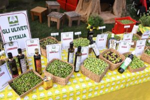 Una stagione double face per la raccolta delle olive: bene al Sud, ma critica nel Centro-Nord