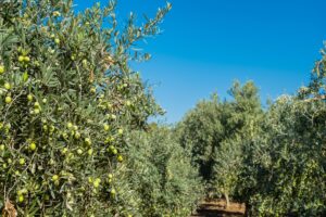 &ldquo;Olivicoltura in crisi: tornare alla tradizione per innovare l&rsquo;agricoltura in Italia&rdquo;