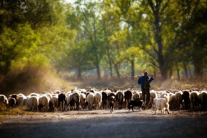 I sentieri della transumanza in Sardegna