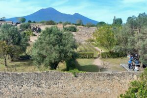 Raccolte le olive da cui nasce l’olio di Pompei: “Pùmpaiia”. Che ora è anche Igp Campania