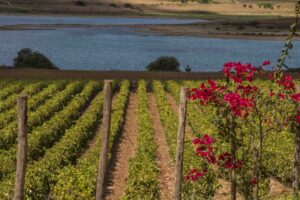 Prosegue il forte impegno delle cantine siciliane per ridurre il proprio impatto sul pianeta Prosegue il forte impegno delle cantine siciliane per ridurre il proprio impatto sul pianeta