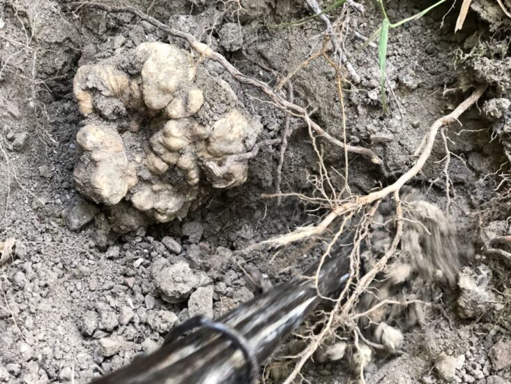 Al via la “Fiera Nazionale del Tartufo Bianco di Acqualagna” n. 58