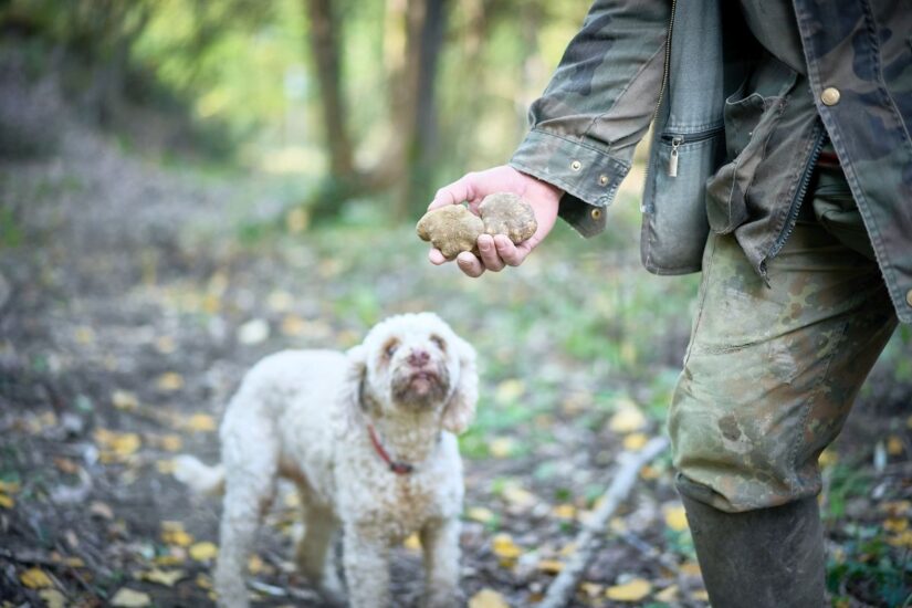 Credit: Gabriele Forti