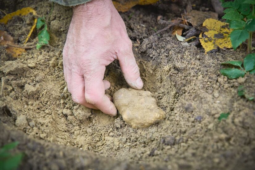 Credit: Gabriele Forti