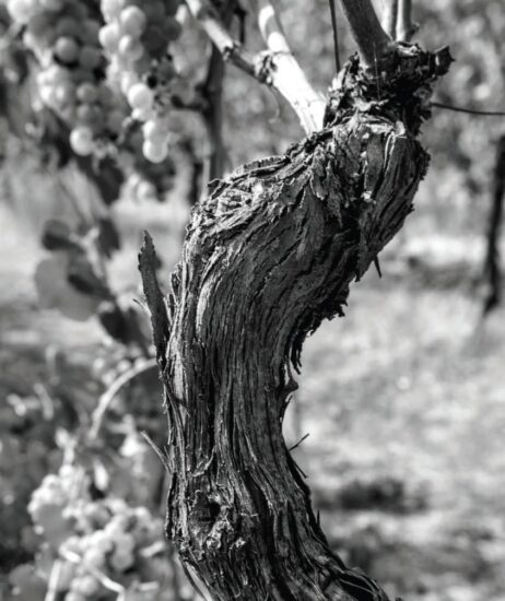 Le vecchie vigne di Umani Ronchi