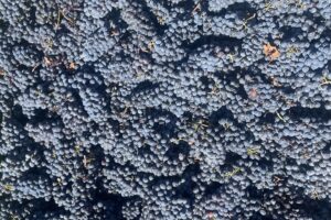 Il recupero della produzione fa calare i prezzi delle uve: -25% il Barolo e -44% il Morellino