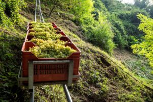 La vendemmia del Prosecco di Conegliano Valdobbiadene Superiore Docg: -15% in volume