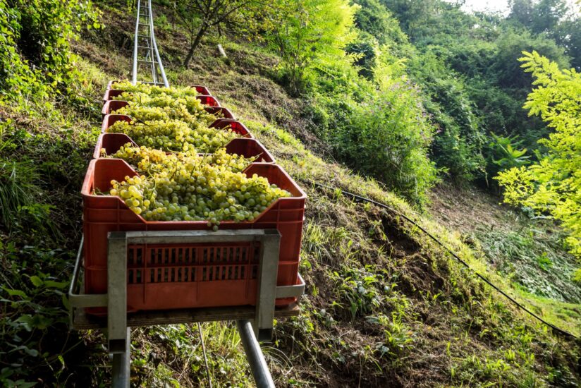 La vendemmia eroica tra le colline del Prosecco Docg (ph: Arcangelo Piai)