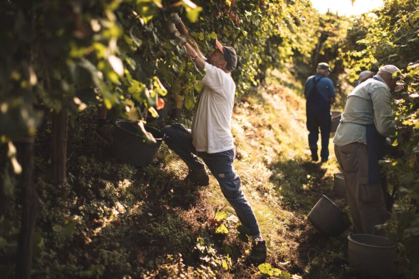 La vendemmia eroica tra le colline del Prosecco Docg (ph: Beatrice Pilotto)