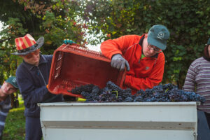 Un giorno da vignaioli, alla cantina Cecchetto, per i ragazzi con sindrome di Down
