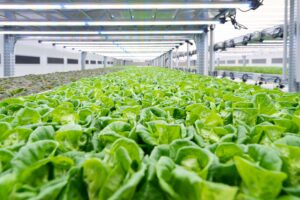 In Italia inaugurata la vertical farm pi&ugrave; grande d&rsquo;Europa: produce insalata sostenibile