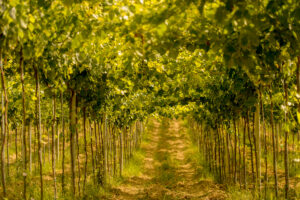 L’Abruzzo del vino, in ginocchio per la peronospora, minaccia di scendere in piazza