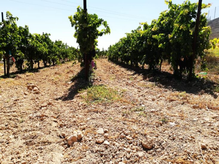 I vigneti di Cremisan