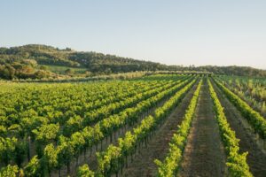 “Aromy”, la tecnologia per recuperare i composti organici responsabili degli aromi del vino