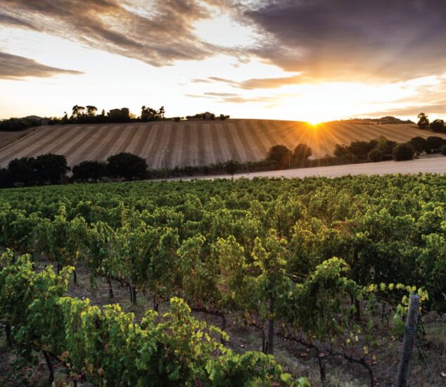 La marchigiana Umani Ronchi “Cantina dell’Anno” by Gambero Rosso 