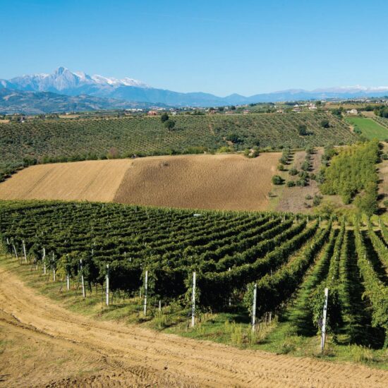 I vigneti di Umani Ronchi in Abruzzo