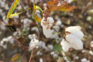 Dalle richieste della moda all&rsquo;effetto tropicalizzazione, il ritorno del cotone made in Italy