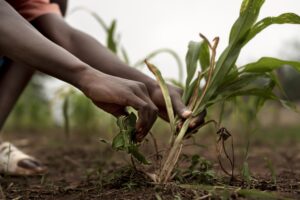 Dall&rsquo;Italia un aiuto all&rsquo;Africa attraverso l&rsquo;agricoltura: 40.000 ettari da coltivare e occupazione