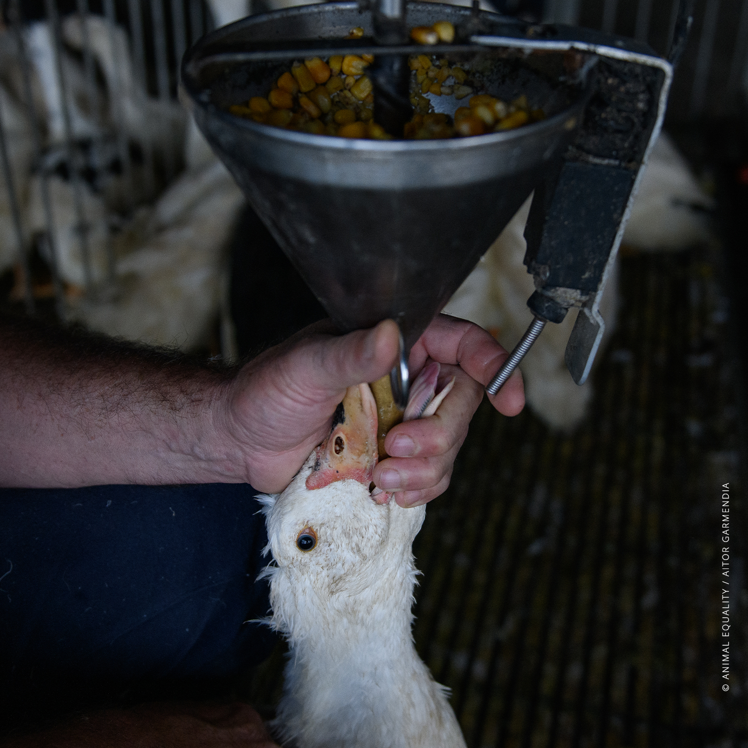 Fermate l'alimentazione forzata”: Animal Equality contro la