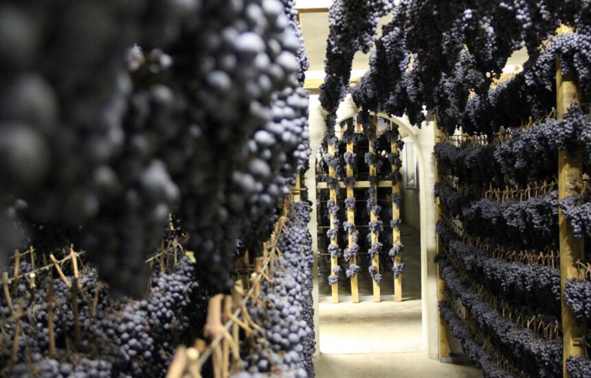 Gli “Appassimenti Aperti” nelle cantine della Vernaccia di Serrapetrona Doc a Serrapetrona