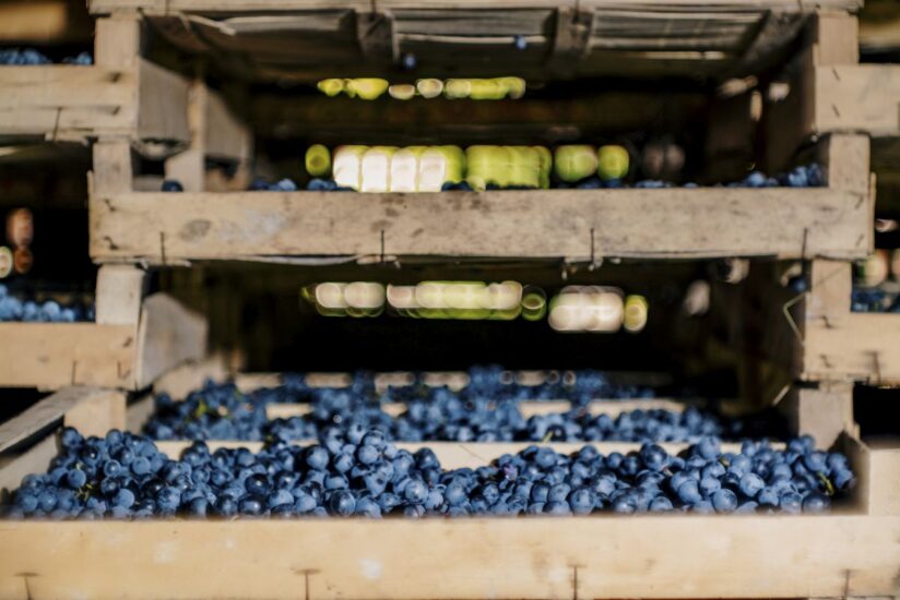 Gli “Appassimenti Aperti” nelle cantine della Vernaccia di Serrapetrona Doc a Serrapetrona